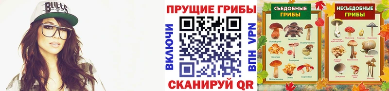 дарнет шоп  Зверево  Псилоцибиновые грибы Psilocybe 